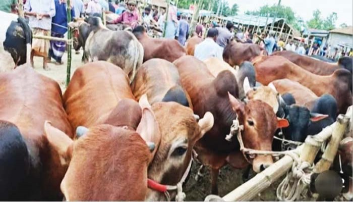 ১৩ লাখ পশু কোরবানি কম হয়েছে বাংলাদেশে